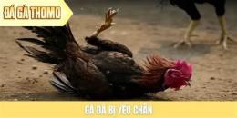 tính năng nổi bật đá gà thomo 28
