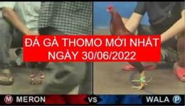 tính năng nổi bật đá gà thomo 30 tháng 6