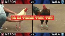 tính năng nổi bật đá gà thomo 7 tháng 7