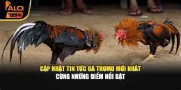 tính năng nổi bật đá gà thomo 7/7/2025