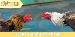 tính năng nổi bật đá gà thomo ngày 11 tháng 9 trận 20