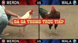 tính năng nổi bật đá gà thomo ngày 24 tháng 2