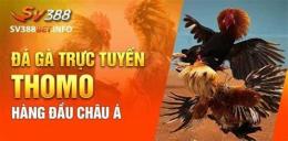 tính năng nổi bật đá gà thomo sv 388