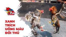 tính năng nổi bật đá gà thomo xanh trích uống máu đối thủ