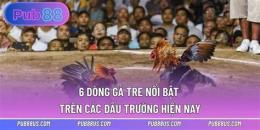 tính năng nổi bật da ga tre hay