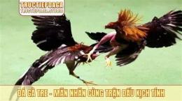 tính năng nổi bật đá gà tre tơ