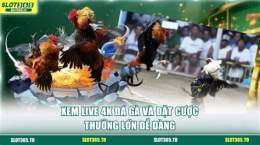 tính năng nổi bật đá gà trục tiếp 4k