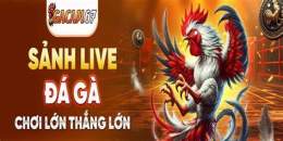 tính năng nổi bật đá gà trực tiếp gacam67