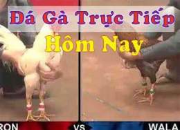 tính năng nổi bật đá gà trực tiếp media