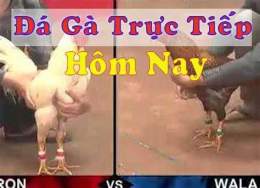 tính năng nổi bật đá gà trực tiếp thái cà mau
