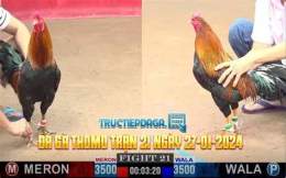 tính năng nổi bật đá gà trực tiếp thomo trận 21