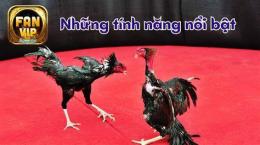tính năng nổi bật đá gà trường cam