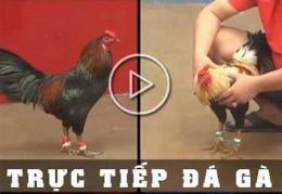 tính năng nổi bật đã gà tức tiếp thôi mo hôm nay