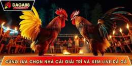 tính năng nổi bật daga88 đá gà 88 trực tiếp