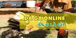 tính năng nổi bật đại lý thức an gà đá
