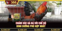 tính năng nổi bật đăng nhập đá gà bj388