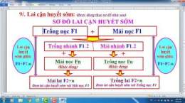 tính năng nổi bật đổ gà trùng huyết có đá được không