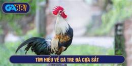 tính năng nổi bật ga ben tre da cua sat
