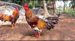 tính năng nổi bật gà bông phu phu đá