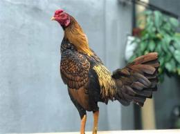 tính năng nổi bật gà cuban đá cựa cốt