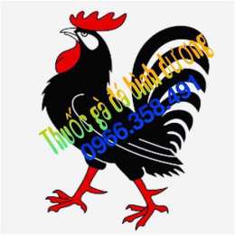 tính năng nổi bật gà đá bình dương