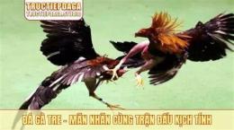 tính năng nổi bật gà đá gà tre