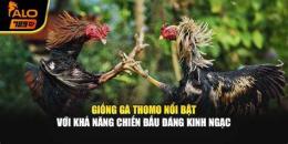 tính năng nổi bật gà đá thomo hay nhất