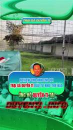 tính năng nổi bật gà duyên ti đã giải c3 27/5/2024