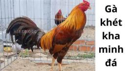 tính năng nổi bật gà khét kha minh đá