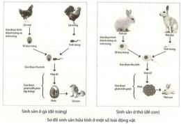 tính năng nổi bật gà là động vật đa bào