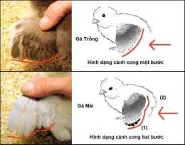 tính năng nổi bật gà mái đá gà trống