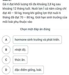 tính năng nổi bật gà ri đạt khối lượng tối đa khoảng 2 8kg