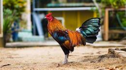 tính năng nổi bật gà thay lông đá được không