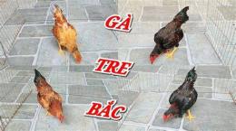 tính năng nổi bật gà tre bắc tít đá nhau