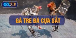 tính năng nổi bật gà tre đá cựa sắt thomo