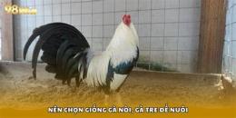 tính năng nổi bật gà tre nuôi bảo lâu thì đá được