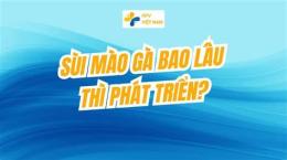 tính năng nổi bật gà vào nghệ bao lâu thì đá được