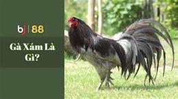 tính năng nổi bật gà xám huế đá