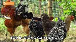 tính năng nổi bật giong ga da moi nhat hien nay