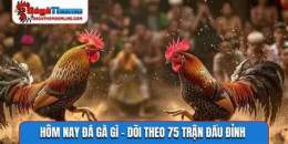 tính năng nổi bật hom nay da ga mau gi