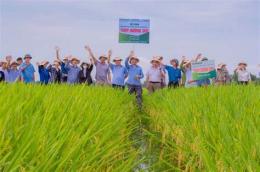 tính năng nổi bật hương lúa đá gà