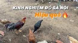 tính năng nổi bật kinh nghiệm chọn gà nòi đá
