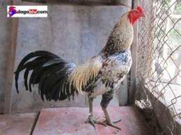 tính năng nổi bật làm cựa gà đá