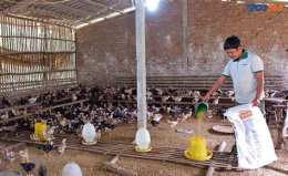 tính năng nổi bật làm giàu từ chăn nuôi gà đá