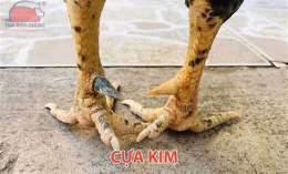 tính năng nổi bật lên cựa gà đá