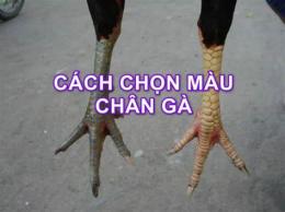 tính năng nổi bật màu chân gà đá