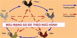 tính năng nổi bật mau ga da hom nay