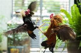 tính năng nổi bật ở đâu có đá gà ở đó có công an