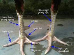 tính năng nổi bật sách tướng gà đá