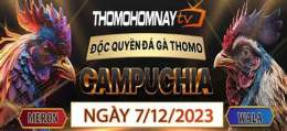 tính năng nổi bật thomohomnay đá gà trực tiếp
